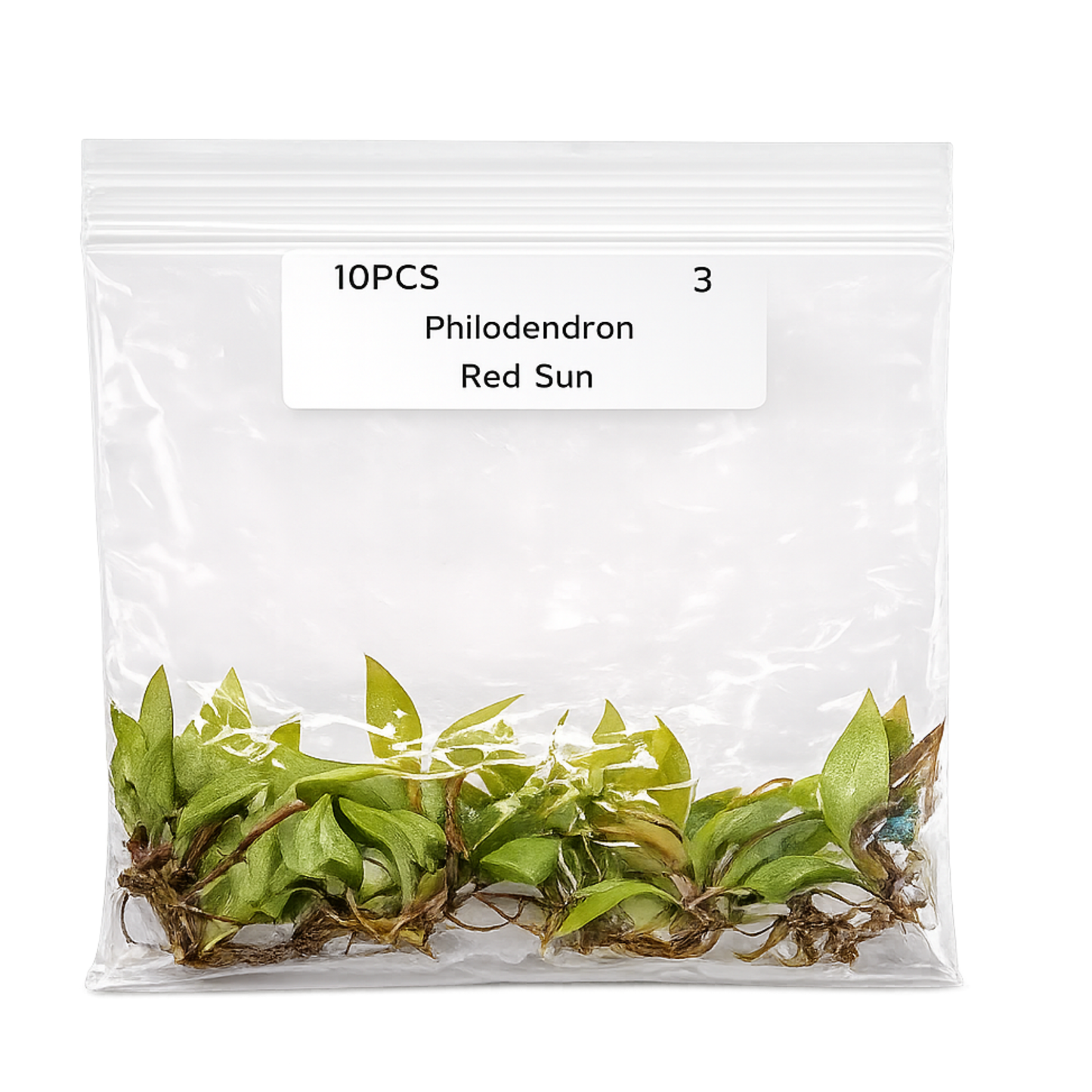 Philodendron Red Sun — Tissue Culture TC Plant | 10-Pack