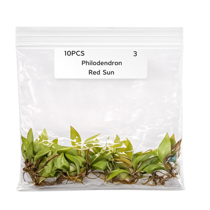 Philodendron Red Sun — Tissue Culture TC Plant | 10-Pack
