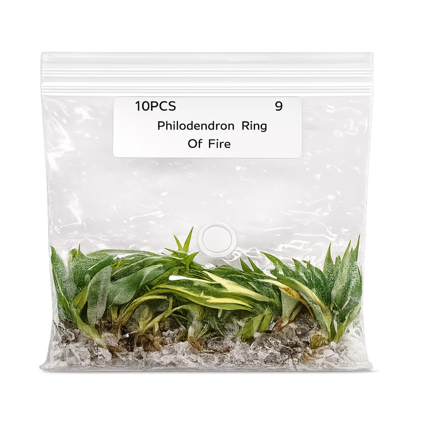 Philodendron Ring of Fire Tissue Culture Plants – 10 Pack