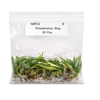 Philodendron Ring of Fire Tissue Culture Plants – 10 Pack