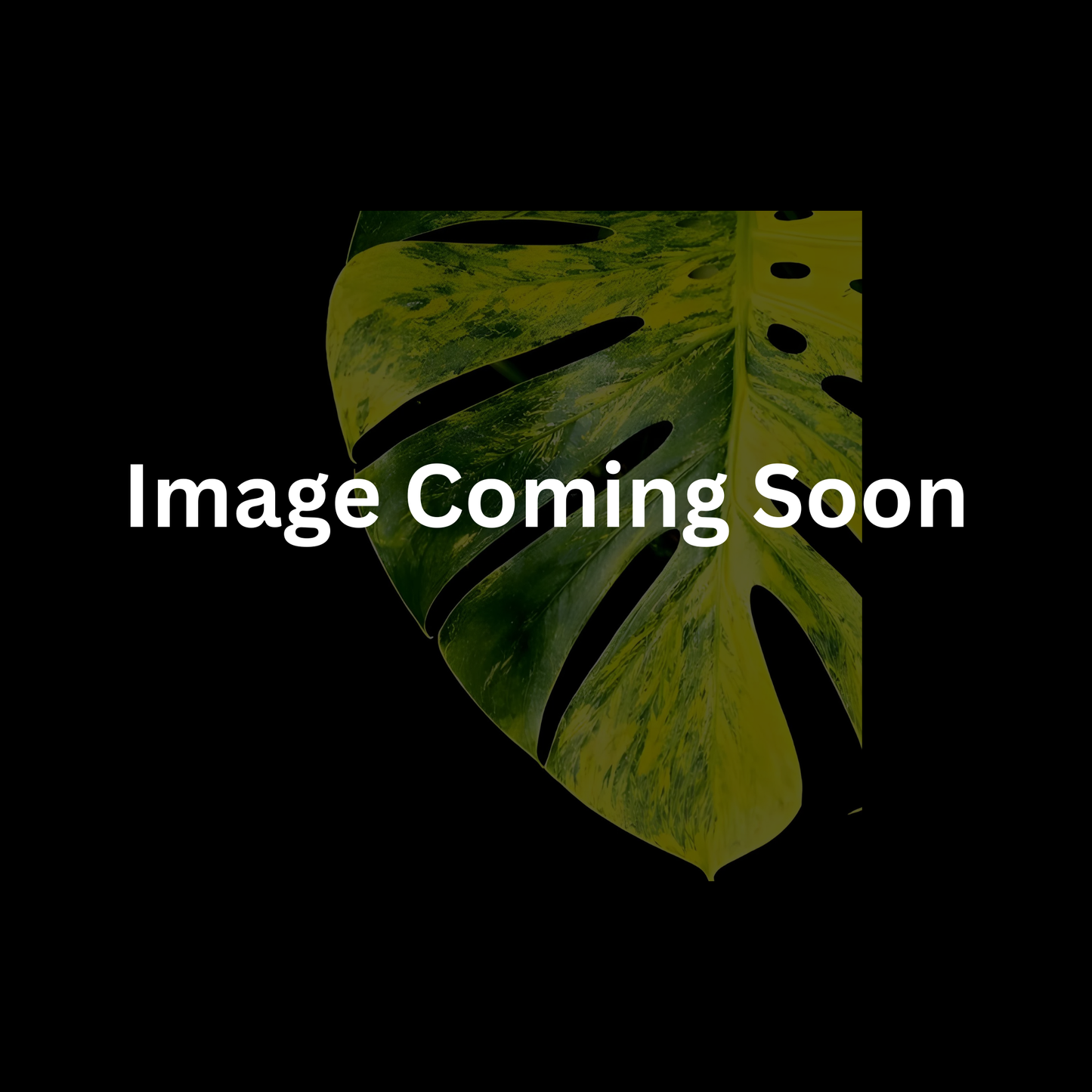 Monstera Green Elf Single or 5 Pack - Tissue Culture