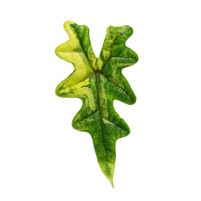 Alocasia Jacklyn  Variegated Aurea  – 5 Pack Tissue Culture Plants