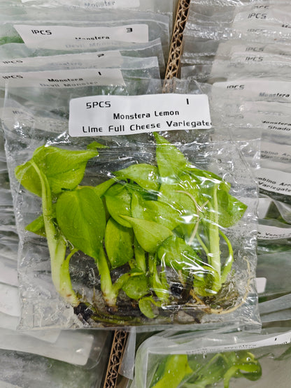Monstera Deliciosa Lemon Lime 5 Pack - Tissue Culture