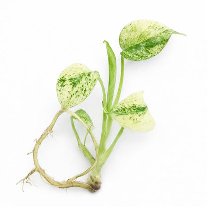 Monstera Deliciosa Mint Variegated - Tissue Culture