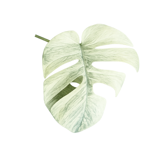 Monstera Borsigiana Full Mint  5 Pack - Tissue Culture