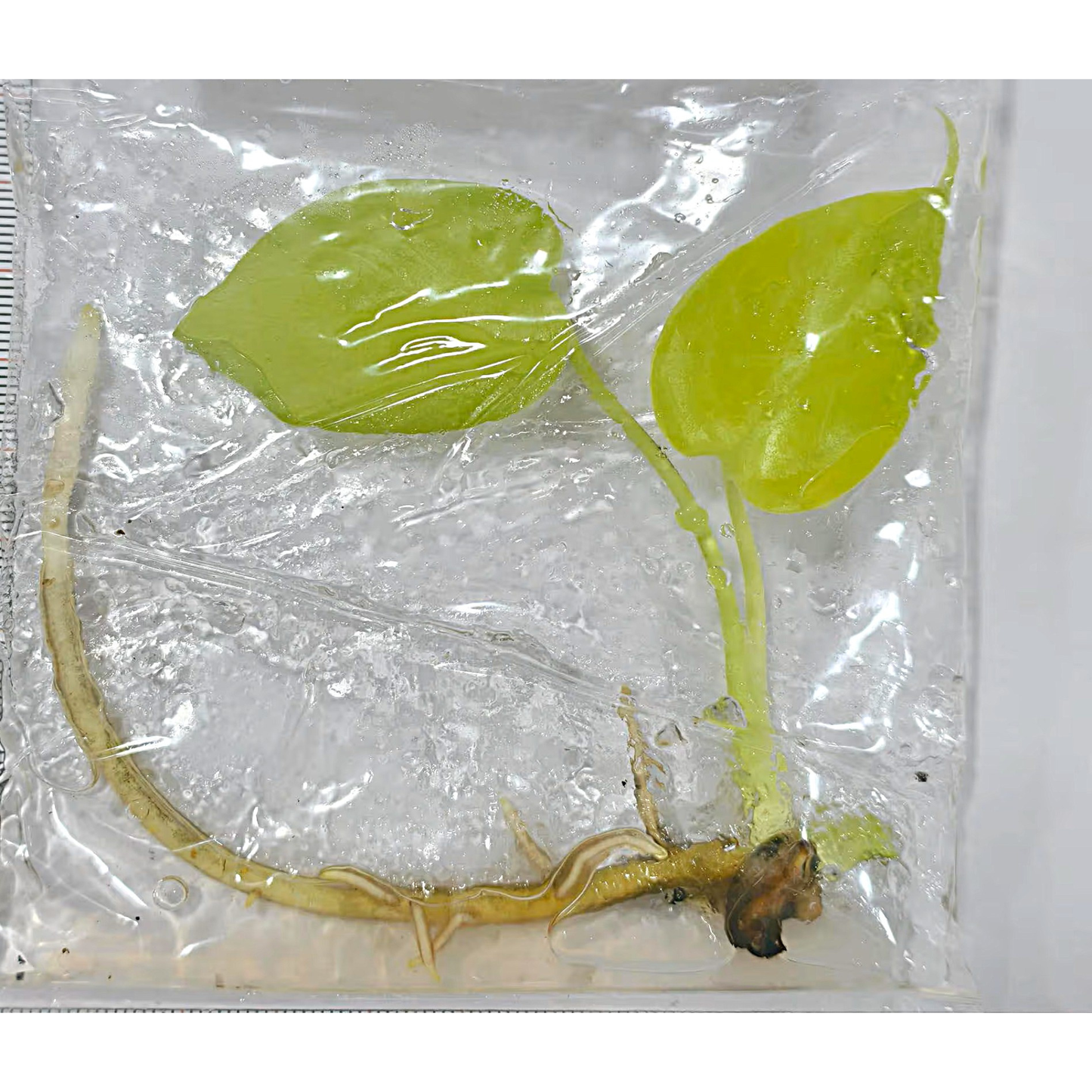 Monstera Deliciosa Lemon Lime - Tissue Culture