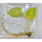 Monstera Deliciosa Lemon Lime - Tissue Culture