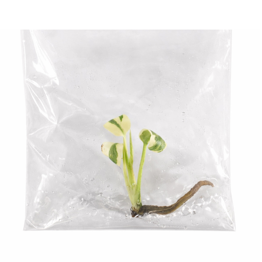 Monstera White Lava Ghost - Tissue Culture