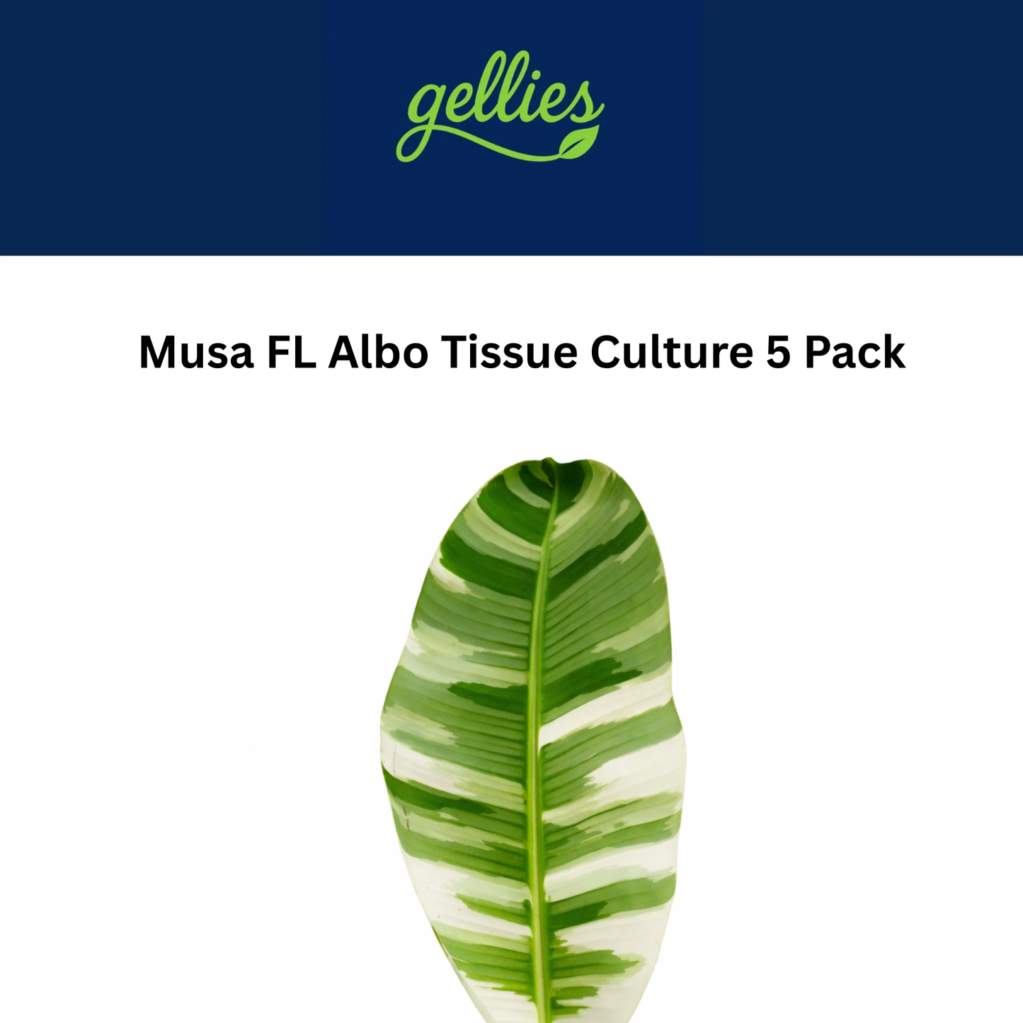 Musa Florida  Albo - Tissue Culture Plant 5 Pack
