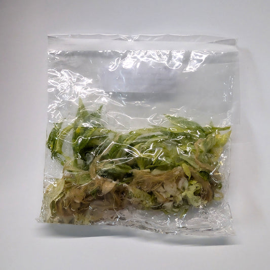 Philodendron Ring of Fire Tissue Culture Plants – 10 Pack