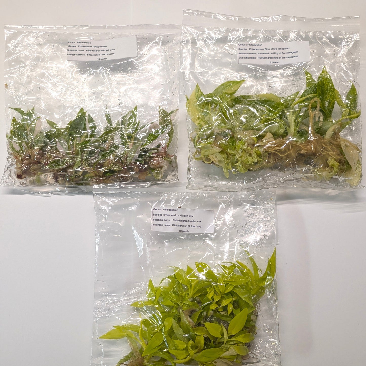 Tissue Culture Bundle 30 Pack -Golden Crocodile, Pink Princess, Ring of Fire