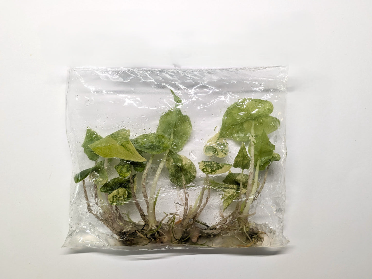 Alocasia Jacklyn  Variegated Aurea  – 5 Pack Tissue Culture Plants
