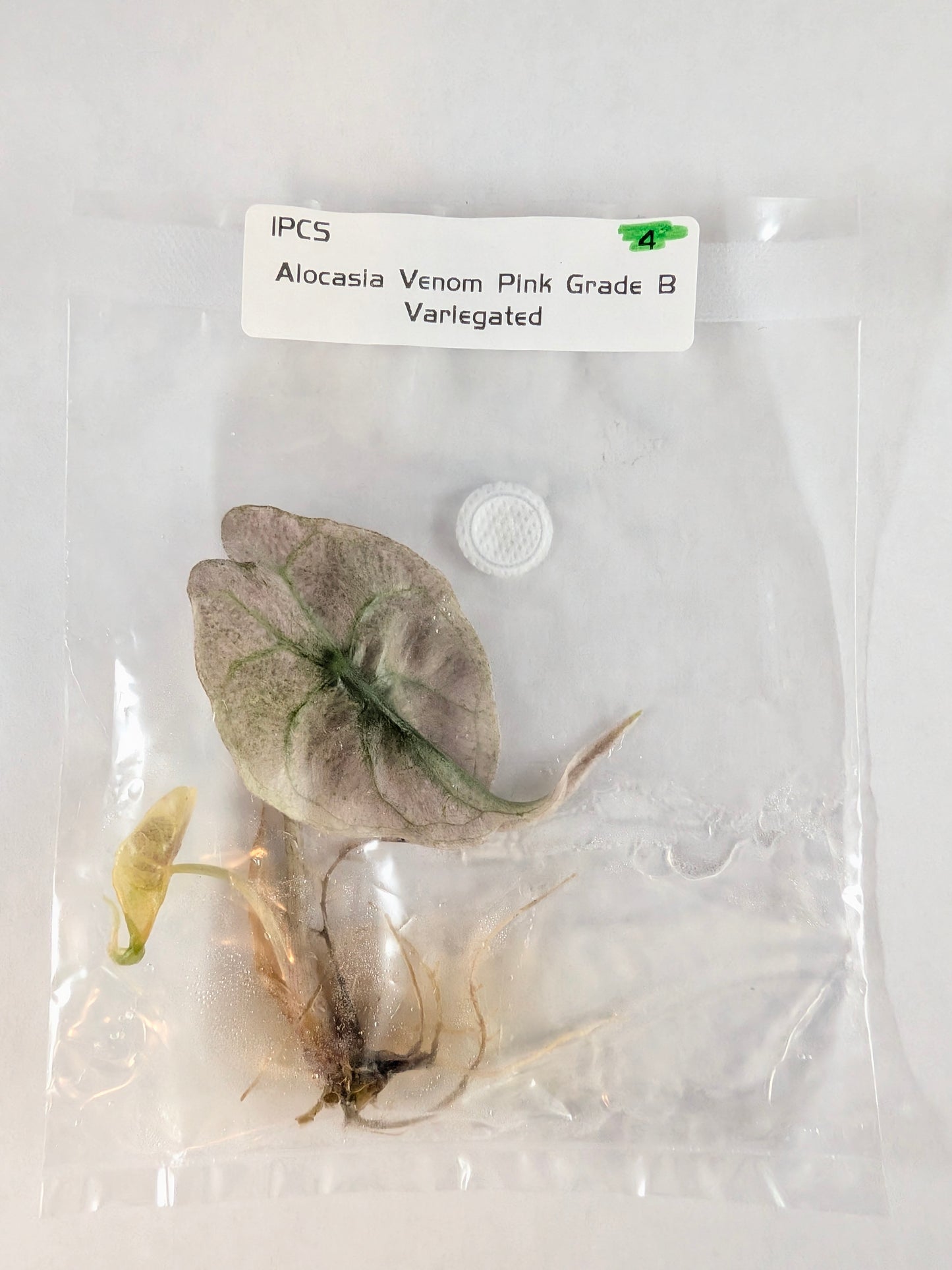 Alocasia Venom Pink Mint Variegated — Tissue Culture TC Plant | Single or 5-Pack | Ships from Florida