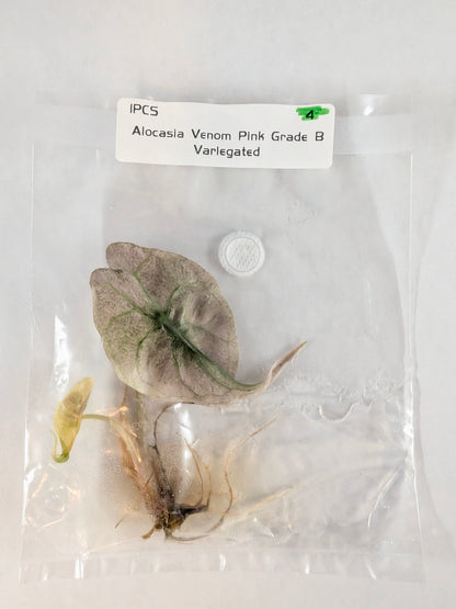 Alocasia Venom Pink Mint Variegated — Tissue Culture TC Plant | Single or 5-Pack | Ships from Florida