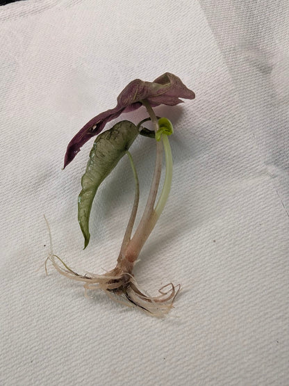 Alocasia Venom Pink/Albo Variegated — Tissue Culture TC Plant | Single or 5-Pack | Ships from Florida