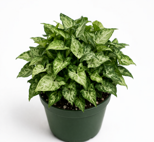 Syngonium Pixie – Tissue Culture Plant Bundles