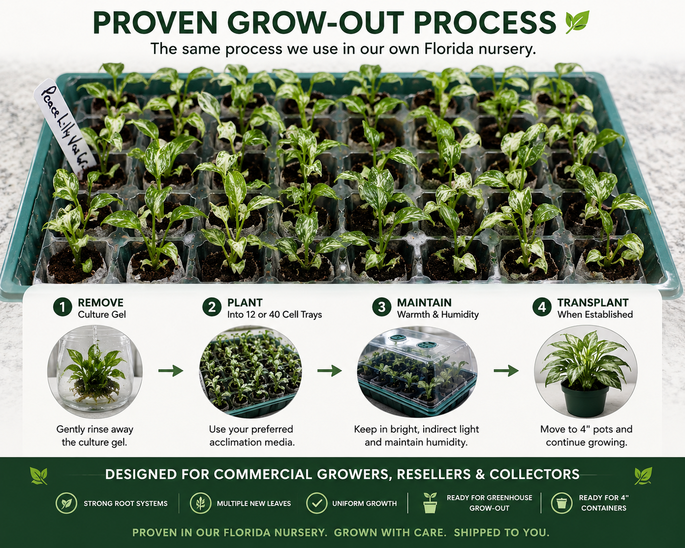 Anthurium Delta Force — Tissue Culture TC Plant | 5-Pack | Ships from Florida