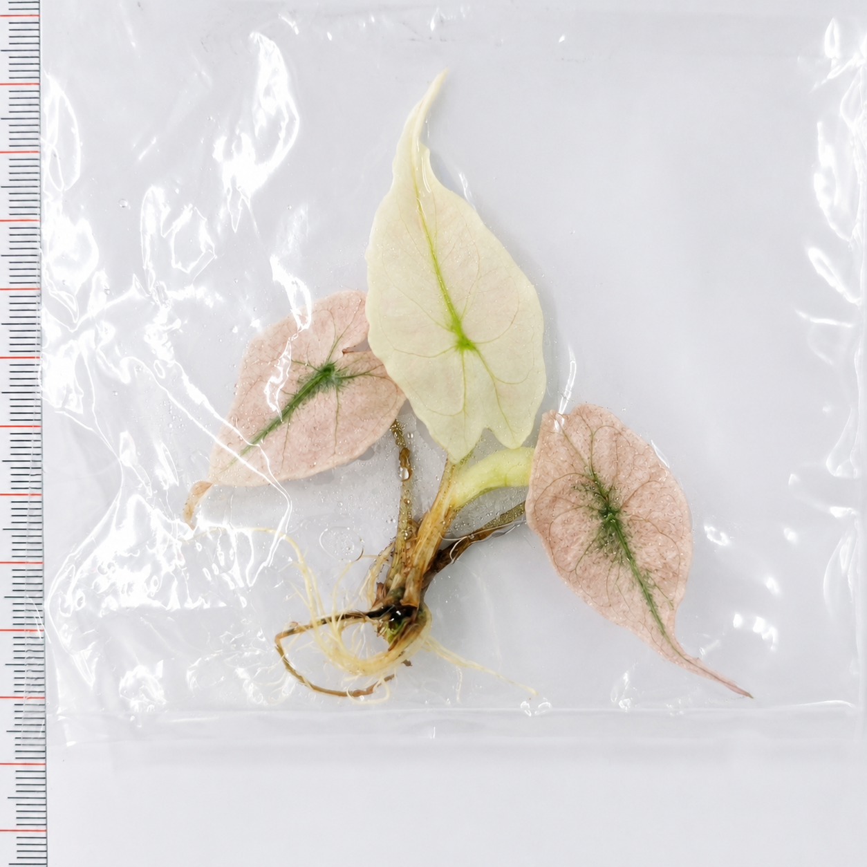 Alocasia Venom Pink/Albo Variegated — Tissue Culture TC Plant | Single or 5-Pack | Ships from Florida