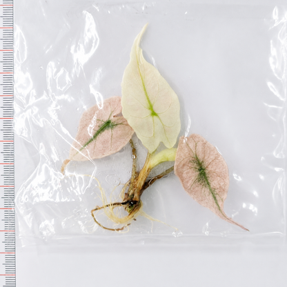 Alocasia Venom Pink/Albo Variegated — Tissue Culture TC Plant | Single or 5-Pack | Ships from Florida