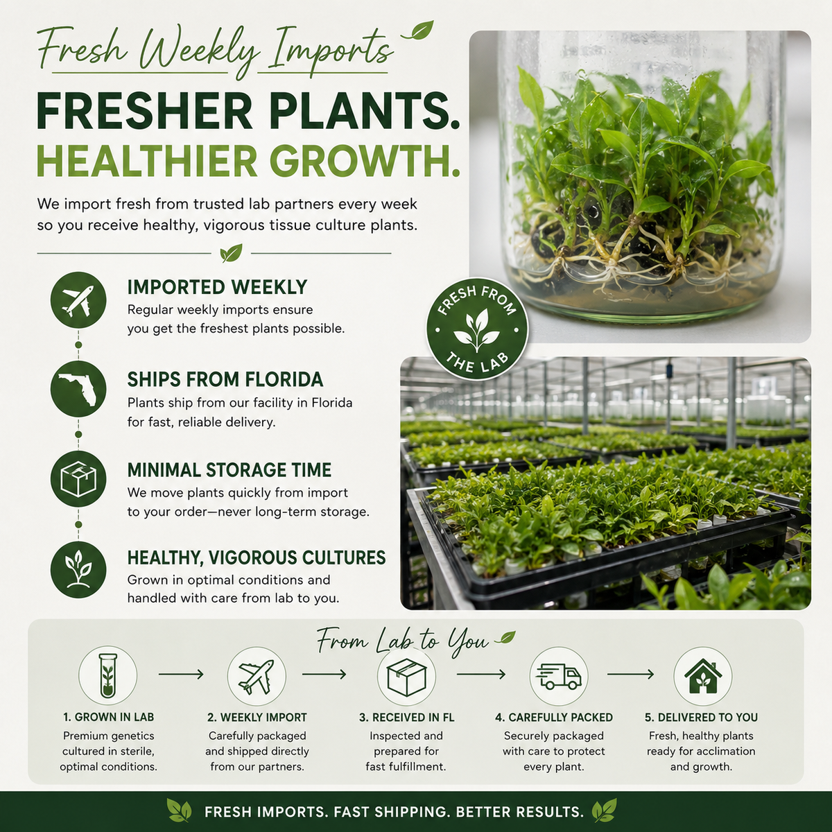 Anthurium Delta Force — Tissue Culture TC Plant | 5-Pack | Ships from Florida