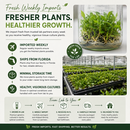 Anthurium Delta Force — Tissue Culture TC Plant | 5-Pack | Ships from Florida