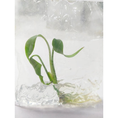 Monstera Burle Marx Flame - Tissue Culture