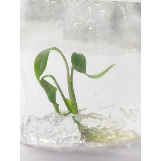 Monstera Burle Marx Flame - Tissue Culture