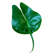 Alocasia Stingray — Tissue Culture TC Plant | 10-Pack | Ships from Florida