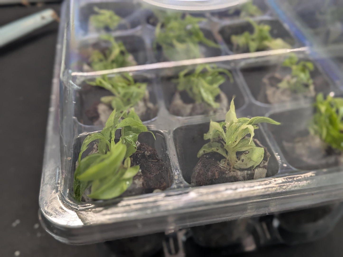 12-Cell Plant Tissue Culture Acclimation Kit: Seed Starter Tray