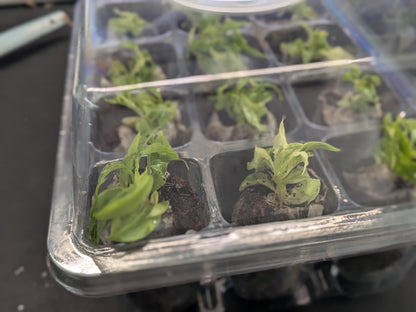 12-Cell Plant Tissue Culture Acclimation Kit: Seed Starter Tray