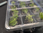 12-Cell Plant Tissue Culture Acclimation Kit: Seed Starter Tray