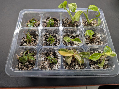 12-Cell Plant Tissue Culture Acclimation Kit: Seed Starter Tray