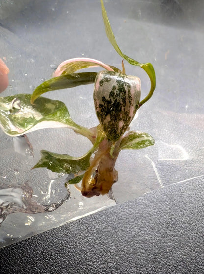 Philodendron Pink Princess Marble — Tissue Culture TC Plant | 10-Pack | Ships from Florida