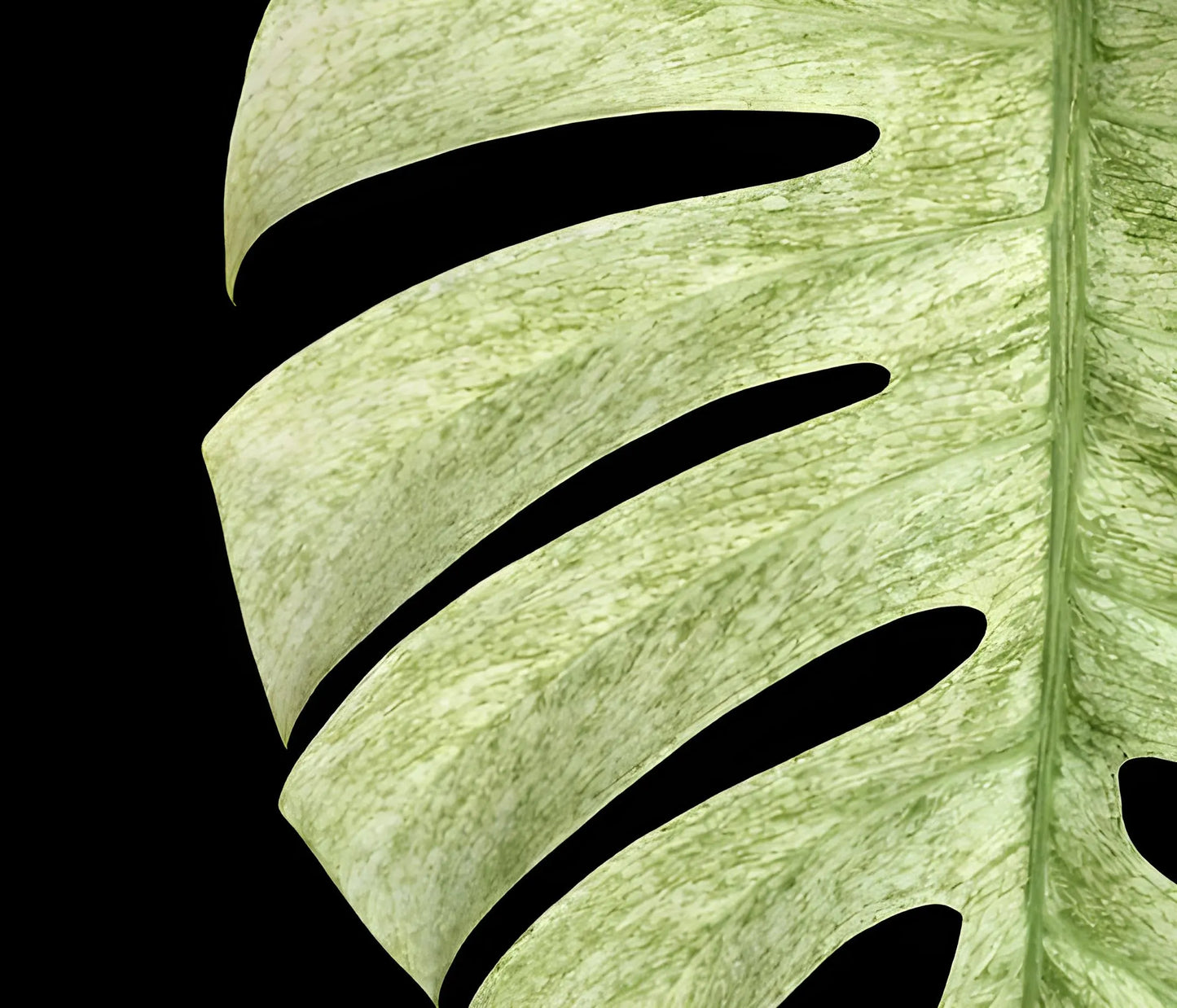 Monstera Deliciosa Mint Variegated - Tissue Culture