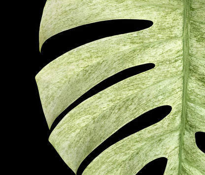 Monstera Deliciosa Mint Variegated - Tissue Culture