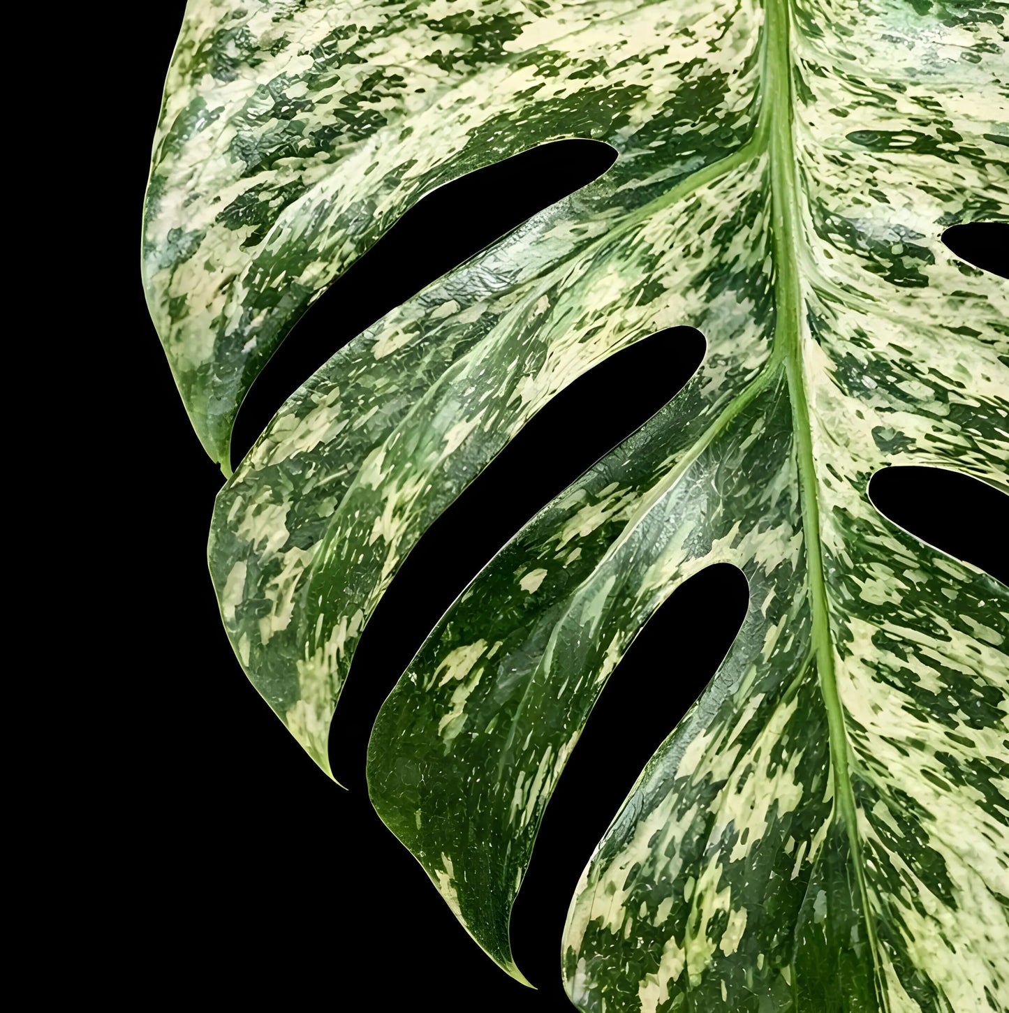 Monstera Deliciosa Star Shadow - Tissue Culture