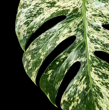 Monstera Deliciosa Star Shadow - Tissue Culture