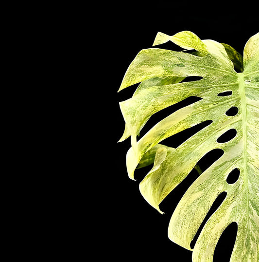 Monstera Legacy Single or 5 Pack - Tissue Culture