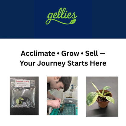 40-Cell Plant Tissue Culture Acclimation Kit: Seed Starter tray