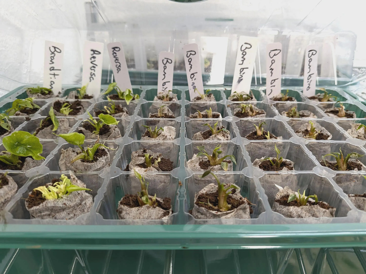 40-Cell Plant Tissue Culture Acclimation Kit: Seed Starter tray