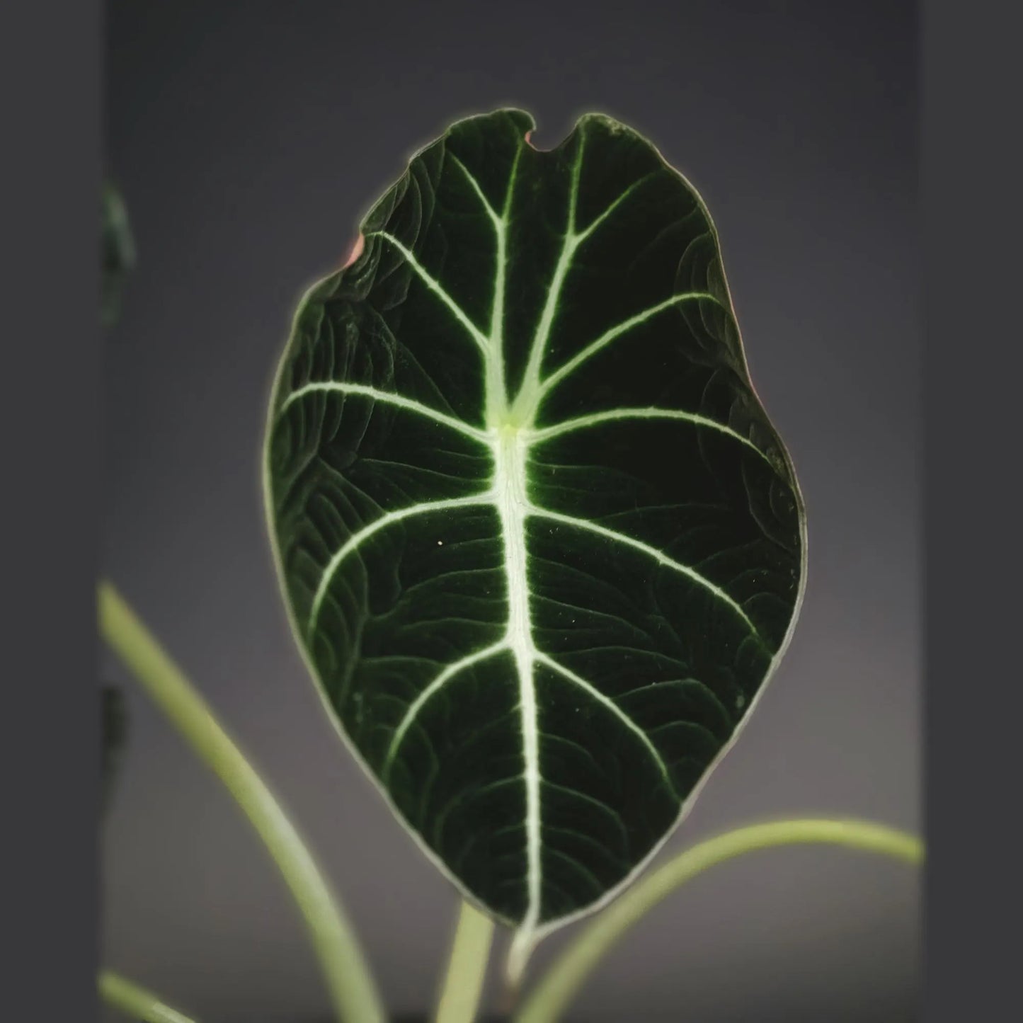 Alocasia Black Velvet — Tissue Culture TC Plant | 10-Pack | Ships from Florida