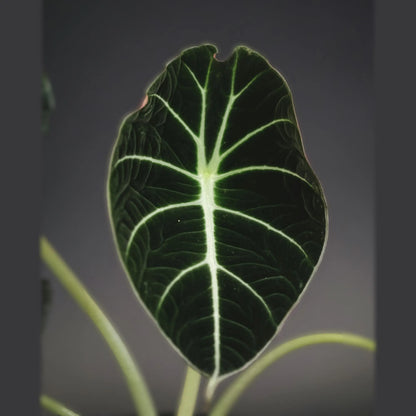 Alocasia Black Velvet — Tissue Culture TC Plant | 10-Pack | Ships from Florida