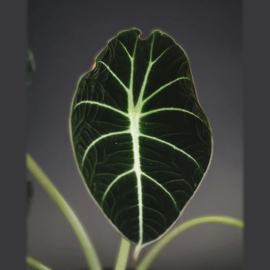 Alocasia Black Velvet — Tissue Culture TC Plant | 10-Pack | Ships from Florida