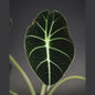 Alocasia Black Velvet — Tissue Culture TC Plant | 10-Pack | Ships from Florida