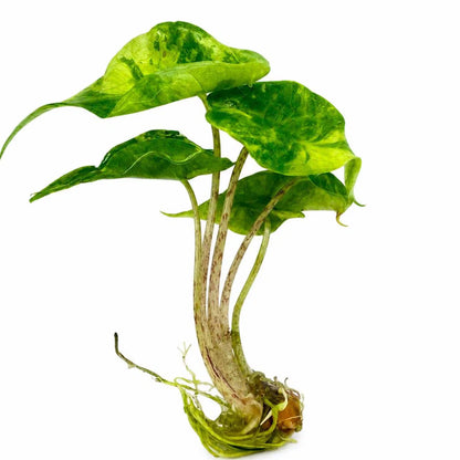 Alocasia Stingray Aurea Variegated — Tissue Culture TC Plant | Single | Ships from Florida
