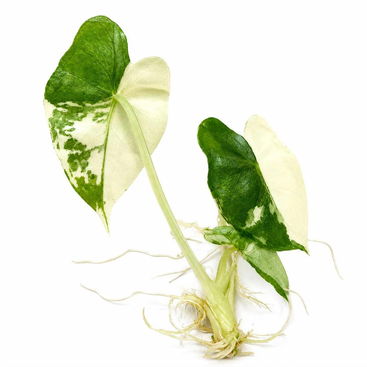 Alocasia Frydek Variegated — Tissue Culture TC Plant | 5-Pack | 10-Pack | Ships from Florida