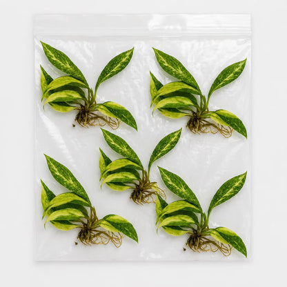 Philodendron Caramel Marble 5 Pack Tissue Culture
