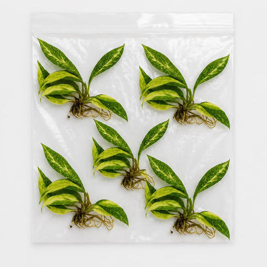 Philodendron Caramel Marble 5 Pack Tissue Culture