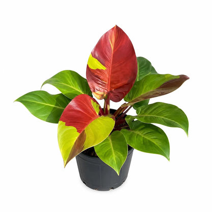 Philodendron Red Moon — Tissue Culture TC Plant | 10-Pack | Ships from Florida