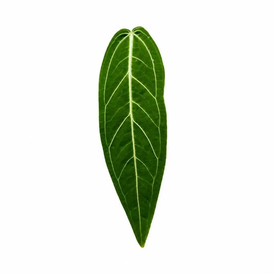 Anthurium Warocqueanum — Tissue Culture TC Plant | 10-Pack | Ships from Florida